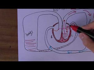 Heart Failure 2, What's going on