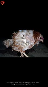 She’s so weak 😢 This is what the egg industry normalizes: sick, exhausted hens pushed far beyond their limits. Animals like her deserve better ❤️‍🩹 It’s on us to take action ➡️ https://thl.link/4jR00zU | The Humane League