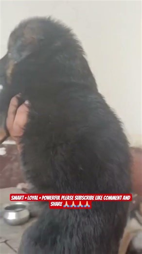 German Shepherd – The Most Loyal & Intelligent Dog 🐕#shorts #ashishsaxena