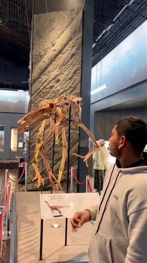 30 reactions · 13 shares | “Not found in Japan, but definitely found in history — meet the fastest runner of the dinosaur world 練 #November #winter #japan #dinosaurlover | Life of japan | Facebook