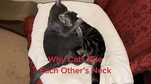 Understanding Cat Behavior: Why Cats Bite Each Other’s Neck