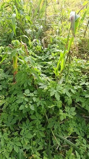 #nature #flowertypes #flowers #ihavethisthingwithplants