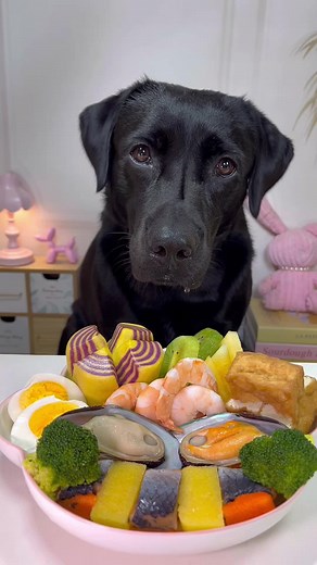 Labrador Enjoys Delicious Food: ASMR Experience