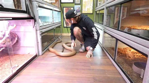 How a routine check exposed just how fast Rusty the king cobra is growing