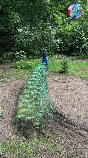 Real Peacock in Nature 🦚🌿 | Stunning Wildlife Bird #shorts