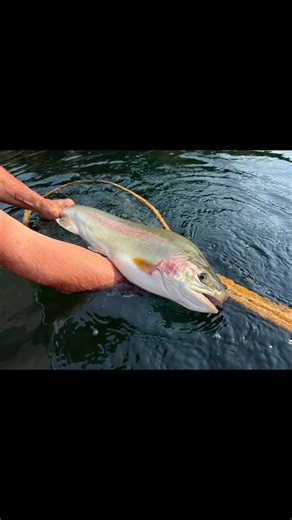 Little post over from the IG channel ... :v That’s it for 2025! Hopefully the crazy train of big trout keeps chugging along right through 2026! All the best and nothing but bobber downs, tightlines and tanks to you all in the new year!🔴⬇️🐷🎣🙌🏻🤟🏻🍻 - - #yearend #wrapup #bcflyguys | BCFlyguys - Fly Fishing Kamloops