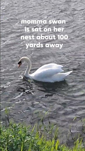 What Do Swans Eat? | Watching a Mute Swan Feed in the Wild