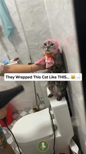 When They Wrap a Cat Like THIS… You’ll Crack Up 😹🎁