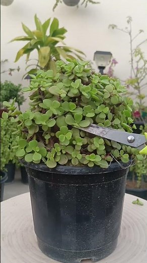 Jade Plant Ball Shape Topiary Pruning 🌿 Easy Plant Shaping Idea #shorts