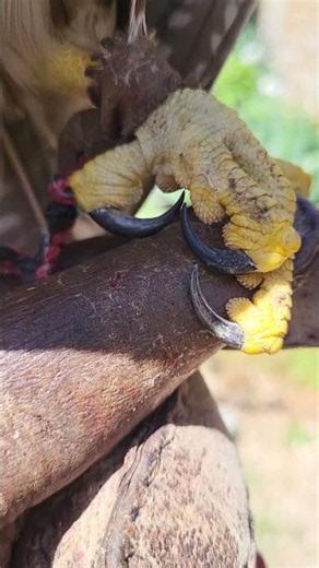 Lugger Falcon Feet and Talons!