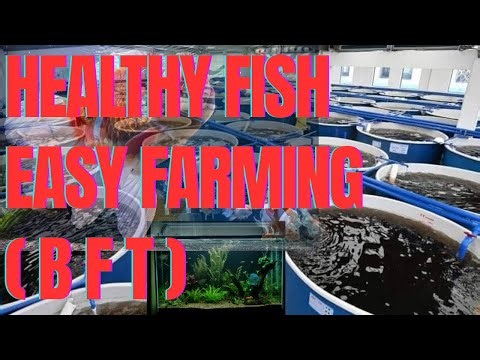 Biofloc System Care | Avoid Common Mistakes in Fish Farming | ( BFT) and fast fish growth