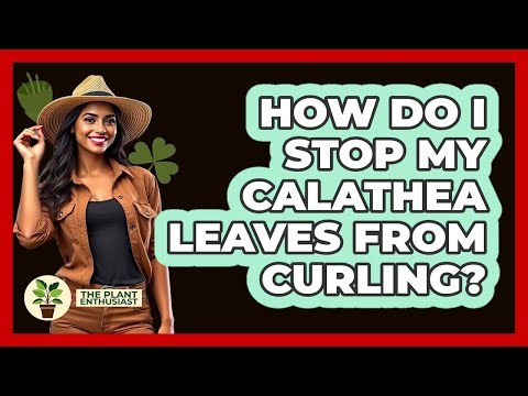 How Do I Stop My Calathea Leaves From Curling? - The Plant Enthusiast