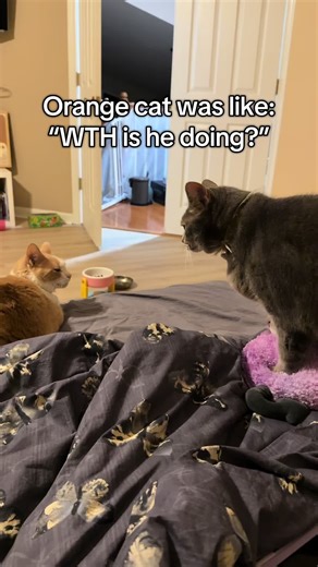 Why Your Cat Makes Biscuits: Understanding Feline Behavior