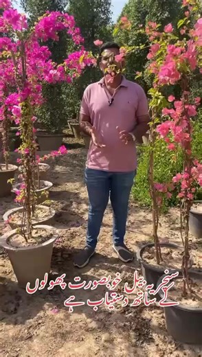 Colorful Flowering Plants for Your Garden