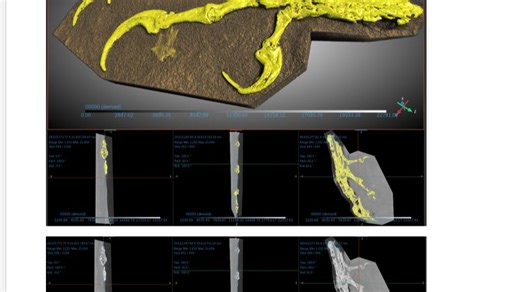 【Dragonfly教程】50 古生物化石图像分析（简单的阈值分割）