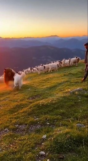 Pyrenean Mountain Dog: Guardian of the French Mountains