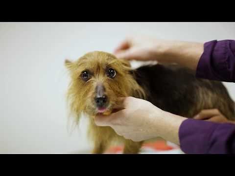 Patient Care at the University of Florida College of Veterinary Medicine/UF Veterinary Hospitals