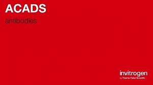 ACADS antibodies from Thermo Fisher Scientific