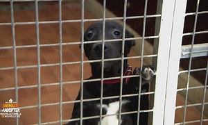 Animaux à adopter - Rex et Smoothie