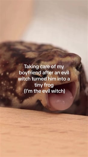 Pocket sized boyfriend #rainfrog #relationship #boyfriend