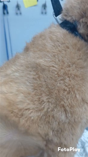 Did you know? At TLC, helping your pup look and feel their best is a very hands on process! Every dog is hand bathed without using a bathing or a recirculation system. Just water, high quality shampoos and conditioners, and a nice, relaxing, full-body massage! Most of our little friends are also dried using our hand driers though we do, of course, take their comfort into consideration and utilize kennel driers as needed. Once they are dry, they all receive a full-body brush out before their fluf