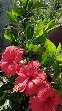🥰#Try this once, even a small hibiscus plant will bloom with lots of flowers #garden #flowers