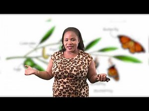 Science - Grade 5: Complete & Incomplete Metamorphosis
