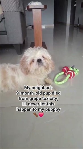 Grape Toxicity Awareness 🐾❤️ #shorts #doglovers #awareness