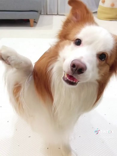 布布陪你們度過藍色星期一💕辛苦了加油！ #邊境牧羊犬布布 #寵物熱門 #汪 #可愛狗狗 #會跳舞的狗狗