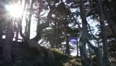 Twisted gnarled bare leafless trees branches and trunks in forest....