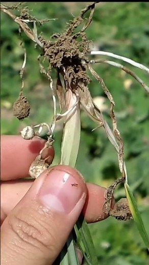 Coquillo, royal sedge, coyolillo, cyperus, castanet, chive, purple tiger nut, corocillo or coquito