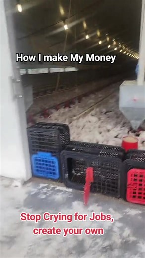 Poultry Care (@poultrycare)’s videos with original sound - Poultry Care