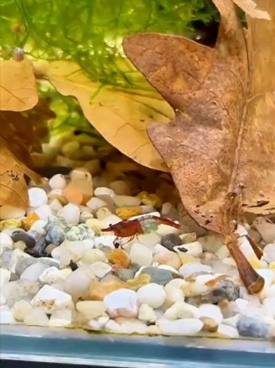 3 Must-Haves Before Starting a Shrimp Tank