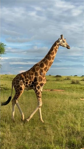 Giraffe – The Tallest Animal in the World | Amazing Wildlife