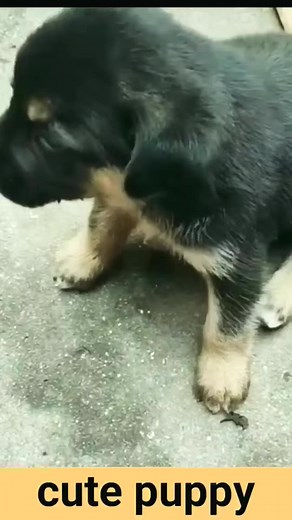 20K views · 39 reactions | Puppy crying sound effect#190kviral#shorts000 | Jyreese Hunt | Facebook