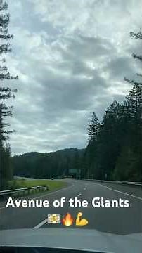 First impression of Avenue of the Giants. 🤠