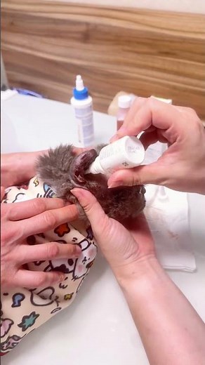 Cat Wound Care Tutorial | Safe Cleaning & Daily Grooming Tips to Help Your Cat Heal Faster🐱 #cat