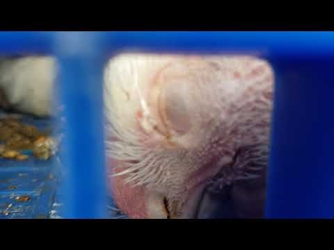 Full video: Inside a slaughterhouse in Suffolk, UK