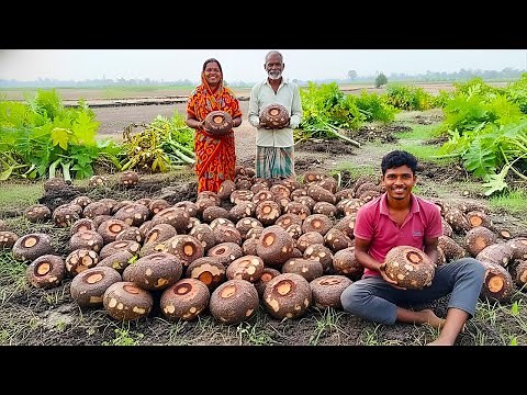 Amazing Elephant Foot Yam Harvesting Process | Art Action
