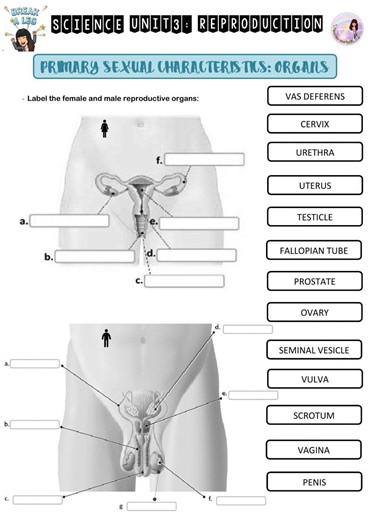 Reproductive system male and female worksheet