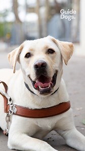 4.6K views · 515 reactions | Happy International Dog Day! Today,...