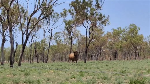 Wild Cleanskin Feral Bulls in Nature