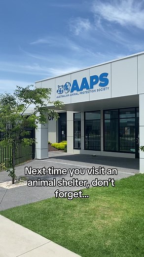 All animals deserve loving homes ❤️ #animalshelter #dogs #adoptdontshop #rescuedog #rescueanimal #aaps #australia #victoria #animalrescue #melbourne #sad