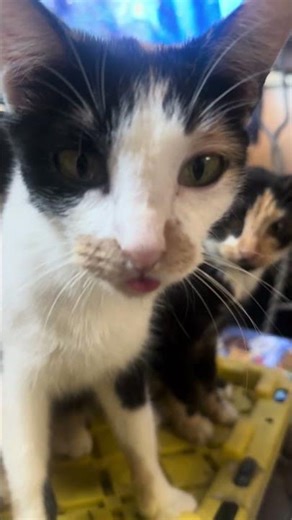 Calico Cat Bubbles Sticks Her Tongue Out 😛 | Cute Cat Moment