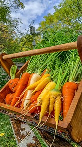 245K views · 8.7K reactions | Double harvest, grow carrots and peppers in containers #calm #daily #garden | Plantedinthegarden | Facebook