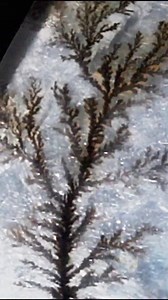 DENDRITES EXPLAINED 🌴 | Saltshack