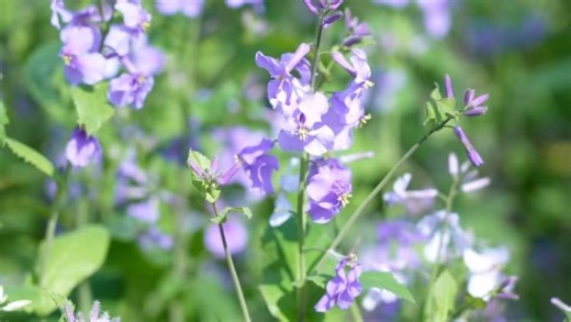 Nanjing's purple wonderland: Chinese violet cress in full bloom