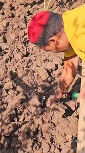 3K views · 520 reactions | Did you know that earthworms has both male and female parts?  And do you know the importance of earthworms to our soil and plants?  #wambuguapples #organicfarming #fruitfarming | Catherine Wambugu | Facebook