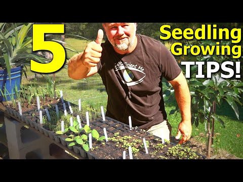 5 tips on seed sowing and seedling growing in trays