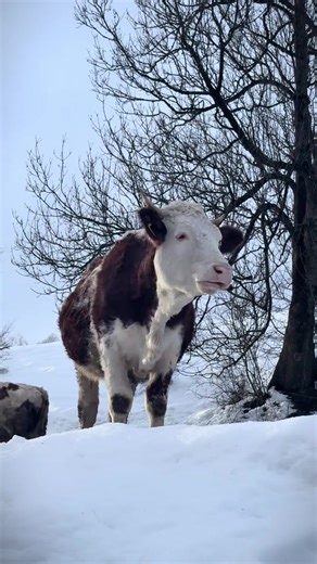 Who knows best? Three cows loiter on a winter hill like retired jurists, overlooking the village with the patience of things that cannot be rushed or reasoned with. Their silence is theatrical, the kind learned from mountains. One clears her throat and says, “This cold separates the serious from the sentimental.” Another replies, “No, it separates the boots from the fools.” The third chews, because chewing is how truth survives winters. This slope has absorbed more stories than the schoolteacher